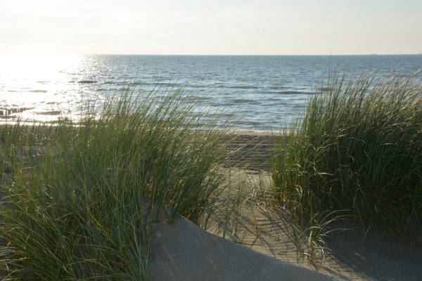 Sand Dünen mit Strandhafer  im Gegenlicht  an der Nordsee mit Sonne auf linker Seite